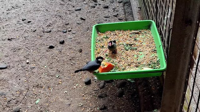The Java sparrow (Padda oryzivora) is a small-sized songbird from the Estrildidae family, seen feeding in a farm area.