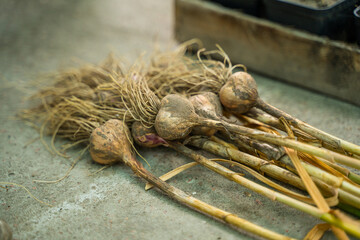 Garlic harvest close-up in storage