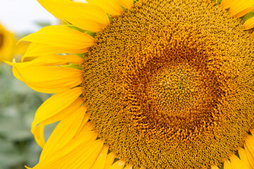 Naklejka premium Macro photograph of a bright yellow sunflower showing intricate patterns of its seeds and petals. 