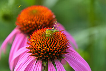 エキナセアの花にとまったホシササキリの幼虫