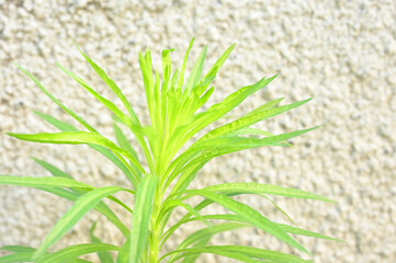 背景に最適な画像05