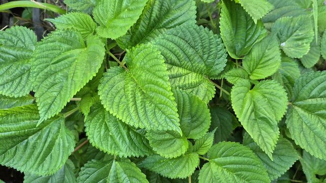 Nettle has long been used in traditional medicine because it is rich in vitamins, minerals, amino acids, and other active compounds that are good for health, such as anti inflammatory