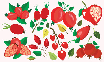 Rosehip Fruit Vector Design Bundle &ndash; Whole, Cut & Botanical Illustrations
