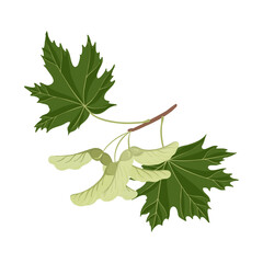 vector drawing branch of Norway maple tree with green leaves and seeds, Acer platanoides, isolated at white background, hand drawn illustration
