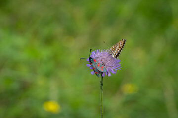 Heath Fritillary (Mellicta athalia) feeding on a Field Scabious (Knautia arvensis) flower. On the flower also has a six spot burnet (out of focus). Butterfly background.
