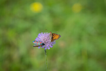 Heath Fritillary (Mellicta athalia) feeding on a Field Scabious (Knautia arvensis) flower. On the flower also has a six spot burnet (out of focus). Butterfly background.

