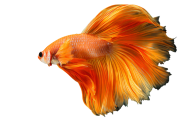 a fish with a very long tail and a very long tail