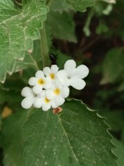lantana grisebachii flower pattern or Wild Sage flower pattern 