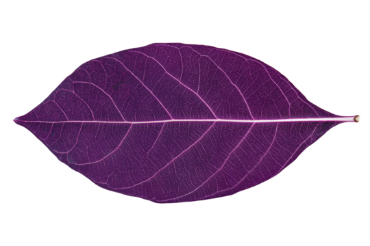 a purple leaf with a thin line on it