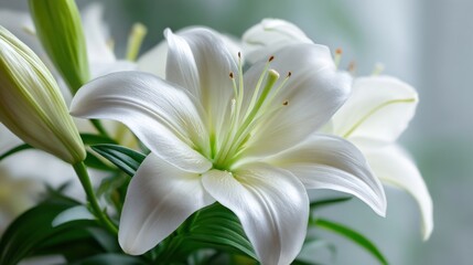 Obraz premium Beautiful white lily flower with delicate petals and vibrant green leaves in natural light.