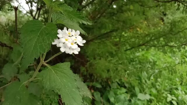 lantana grisebachii flower pattern or Wild Sage flower pattern 