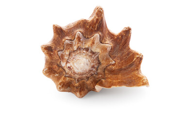 Close-Up of a Natural Sea Shell with Intricate Patterns on White