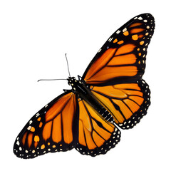 butterfly isolated on white, Butterfly, isolated on transparent background.