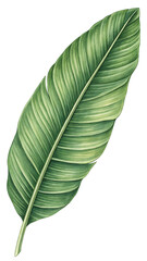 Single tropical green leaf botanical illustration