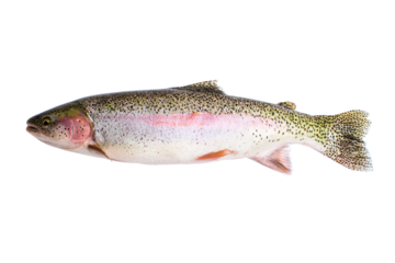 a rainbow fish is swimming on a white surface