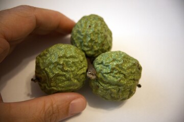 Walnuts in green shells on white background with hand