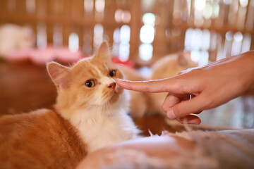 thai cat , old cat in thailand