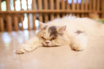 thai cat , old cat in thailand
