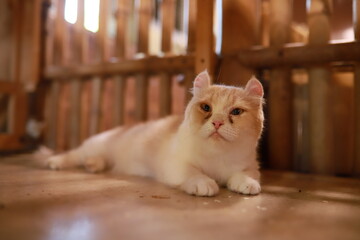 thai cat , old cat in thailand