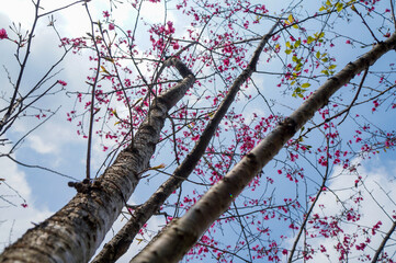 Vibrant Pink Cherry Blossoms and New Green Leaves Against a Bright Sky.