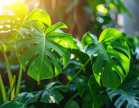 Close up photo of green monstera adansonii leaves known as daun janda bolong in an Indonesian home garden.
