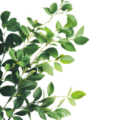 PNG Leaves branch green leaf background.