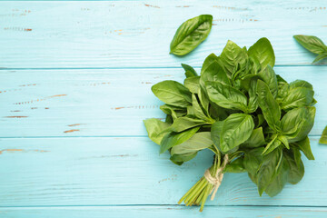Raw green organic basil leaves on blue background.