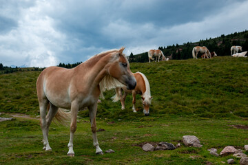 Val Sarentino is a splendid valley in South Tyrol that extends north of Bolzano up to the Pennes...