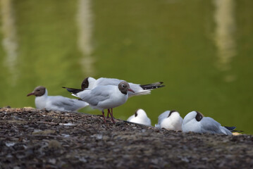 A group of black-headed gulls, Chroicocephalus ridibundus, with their plumage in transition from...