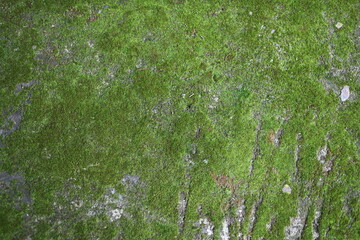 Close-up of vibrant green moss covering a rough stone surface. Natural texture with subtle shadows and earthy tones, perfect for backgrounds or organic design elements.