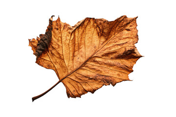 a leaf that is brown and brown with a brown spot on it