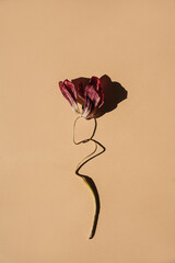Dry tulip flower with natural curling stem and sharp shadow on nude background under directional...