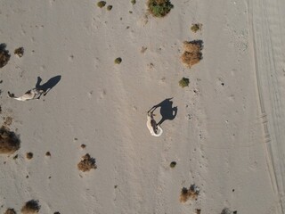 Graceful and timeless, camels cross Marsa Alam’s golden sands beneath the blazing sun. A symbol of tradition and survival in Egypt’s vast desert — calm, strong, and built for the journey.
