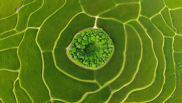 Aerial View of Rice Terraces with Forested Hill - Mu Cang Chai, Vietnam