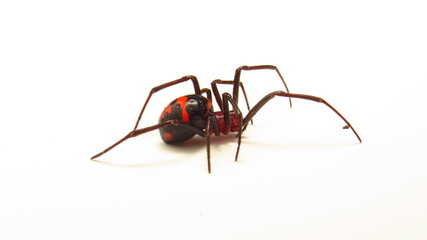 Close-up view of a black widow spider on a white background, showcasing its distinctive markings and features