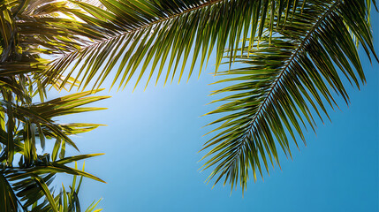 Fototapeta premium Palm Leaves Against Blue Sky 