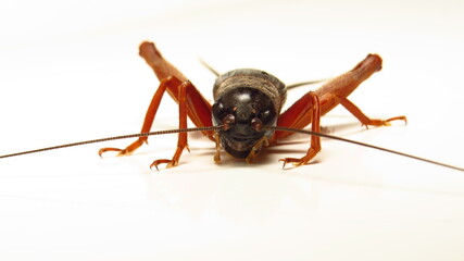 Close-up view of a cricket showcasing its intricate features and textures in a well-lit setting