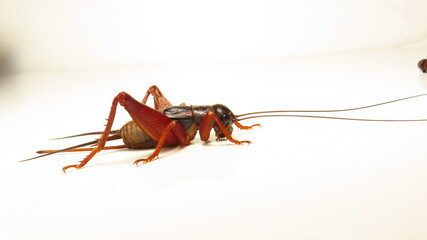 Close-up of a vibrant cricket with striking colors captured indoors under bright light