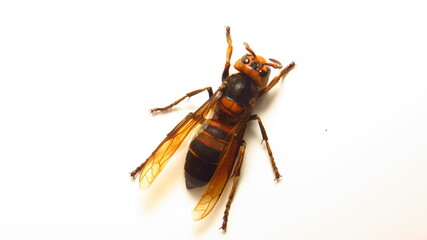 Close-up view of a large hornet perched on a white surface showcasing intricate details of its body and wings