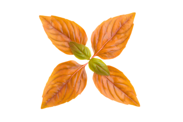 a single leaf with a green center on a white background