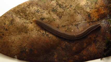 Brown millipede resting on a decaying leaf in a rainforest during daylight hours