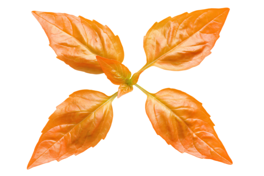 a close up of a plant with leaves