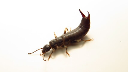Insect with elongated body and pincers found on a white surface in a close-up view during daylight