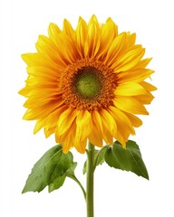 Obraz premium Single Vibrant Sunflower Against White Background