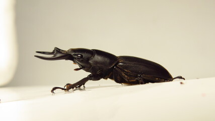 Large black beetle with prominent mandibles observed in a close-up setting in a controlled environment during daylight