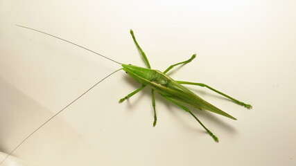 Green grasshopper resting on a white surface showcasing its detailed body structure and long antennae
