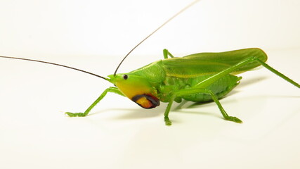 Grasshopper exhibiting vibrant green colors and detailed anatomy while resting on a white surface during daylight