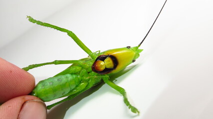 Close-up view of a vibrant green grasshopper showcasing unique coloration and features in natural light