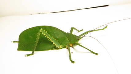 Unique grasshopper mimicking a leaf resting on a white surface in a close-up view showcasing its...