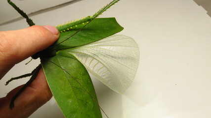 Insect with transparent wings camouflaged by green leaves in a natural setting during daylight